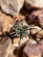 Imagem de Ornithogalum sardienii van Jaarsv.