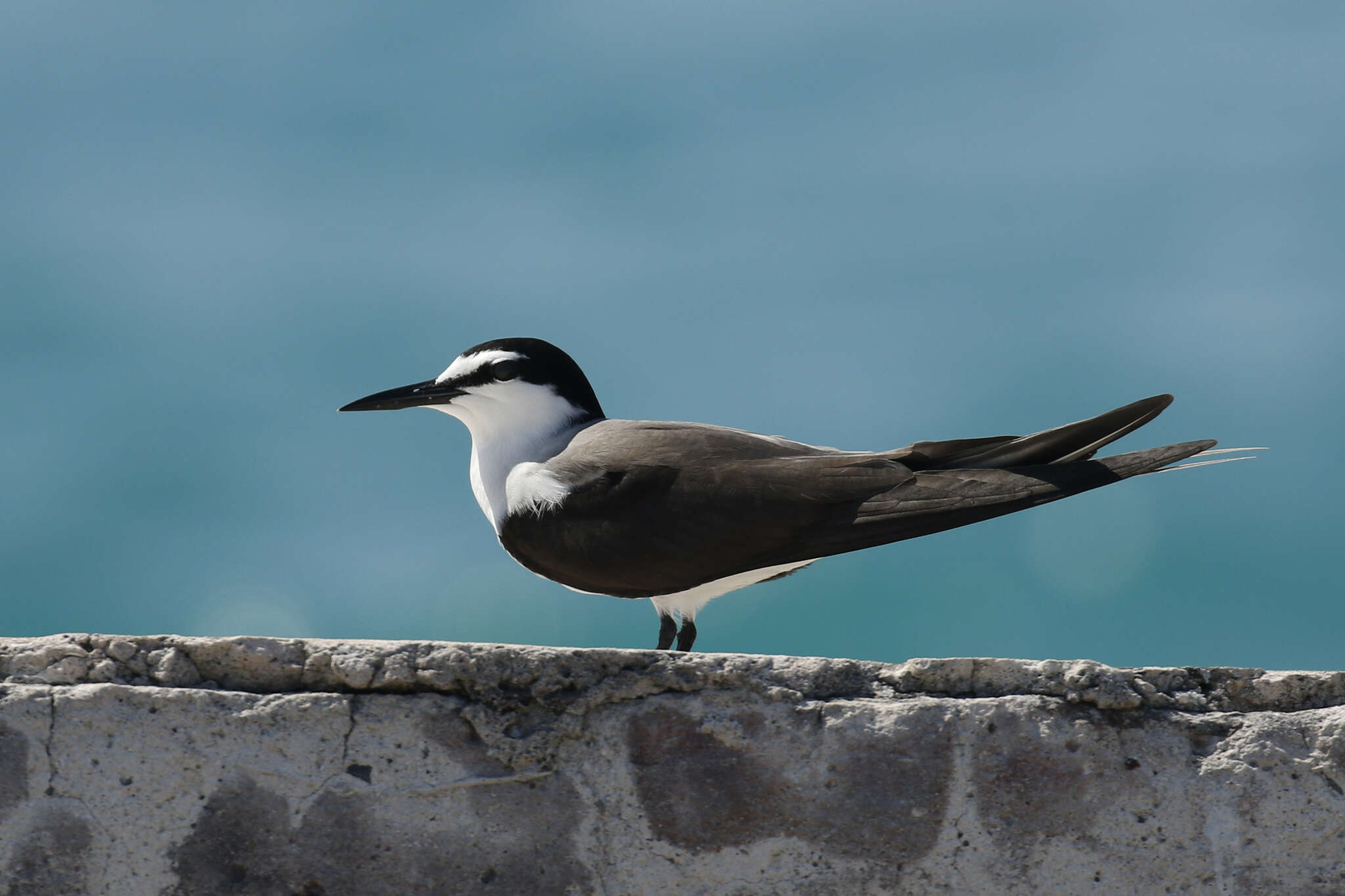 Image of Bridled Tern