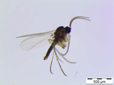 539.scino bf sci 00719 1442319062 jpg.580x360