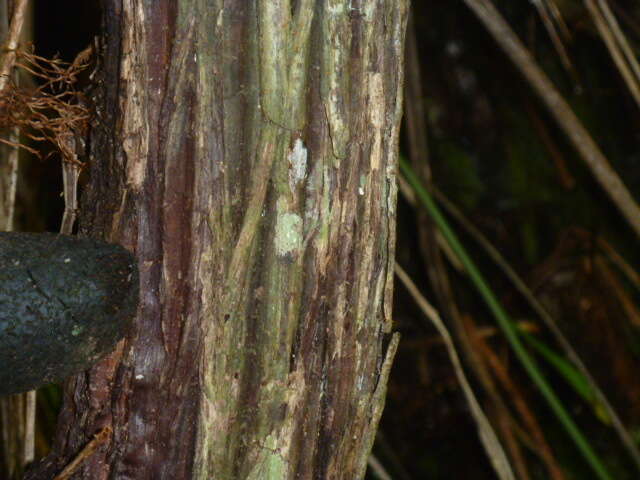 Image of Dracophyllum latifolium A. Cunn.