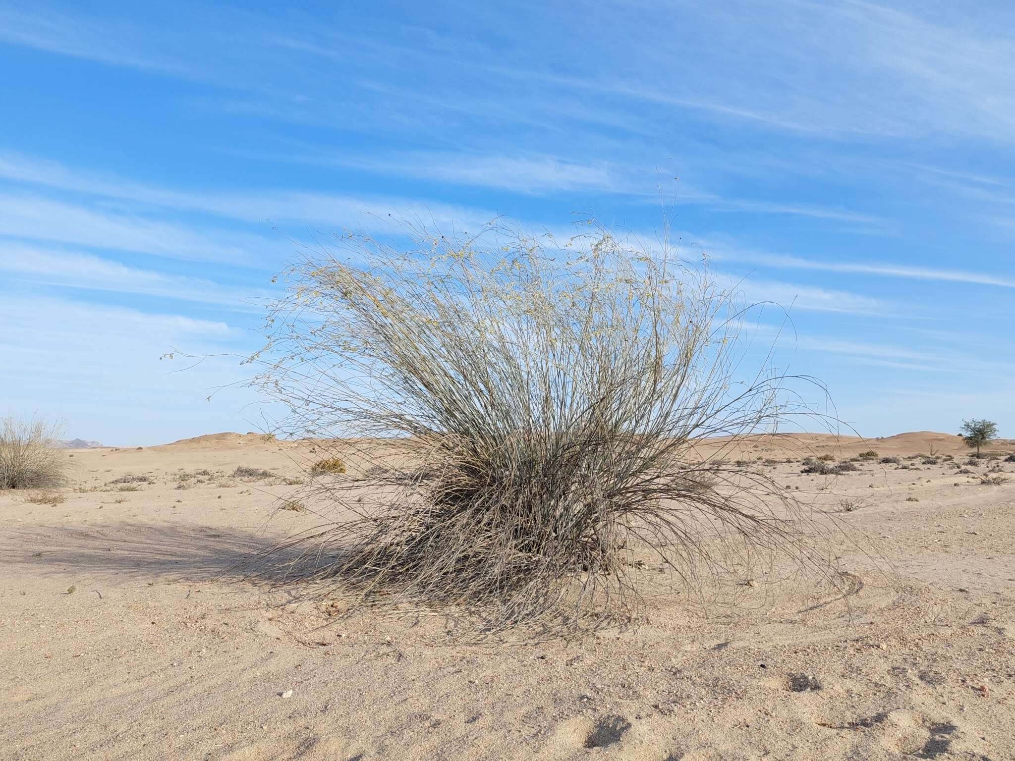 Sivun Gomphocarpus filiformis (E. Mey.) D. Dietr. kuva