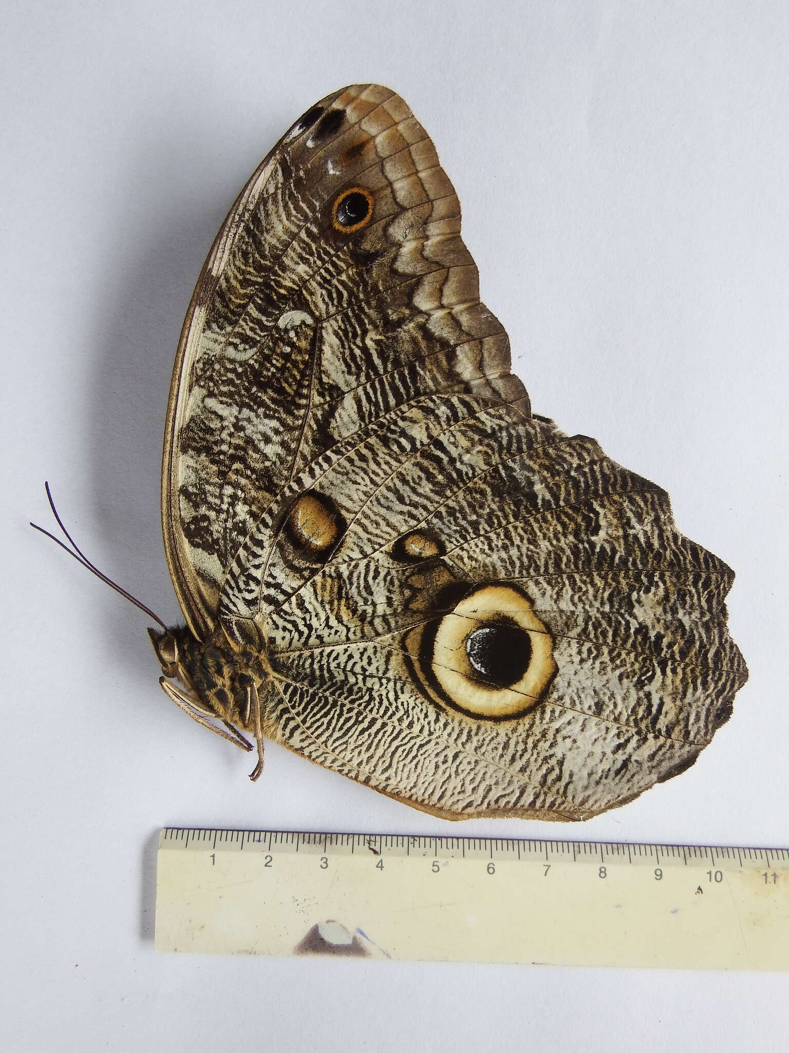 Imagem de Caligo eurilochus Cramer 1776