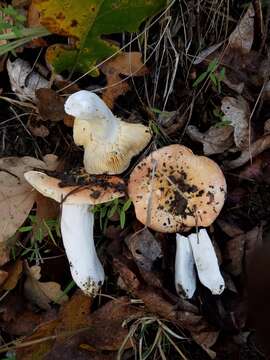 Sivun Russula bicolor Burl. 1913 kuva