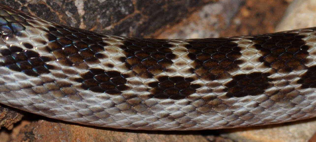 Image of Madagascarophis ocellatus Domergue 1987