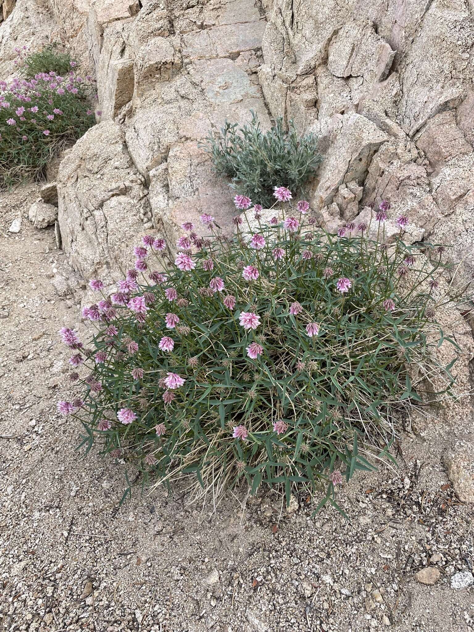 Image of Dedecker's clover