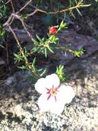 Image of Adenandra uniflora (L.) Willd.