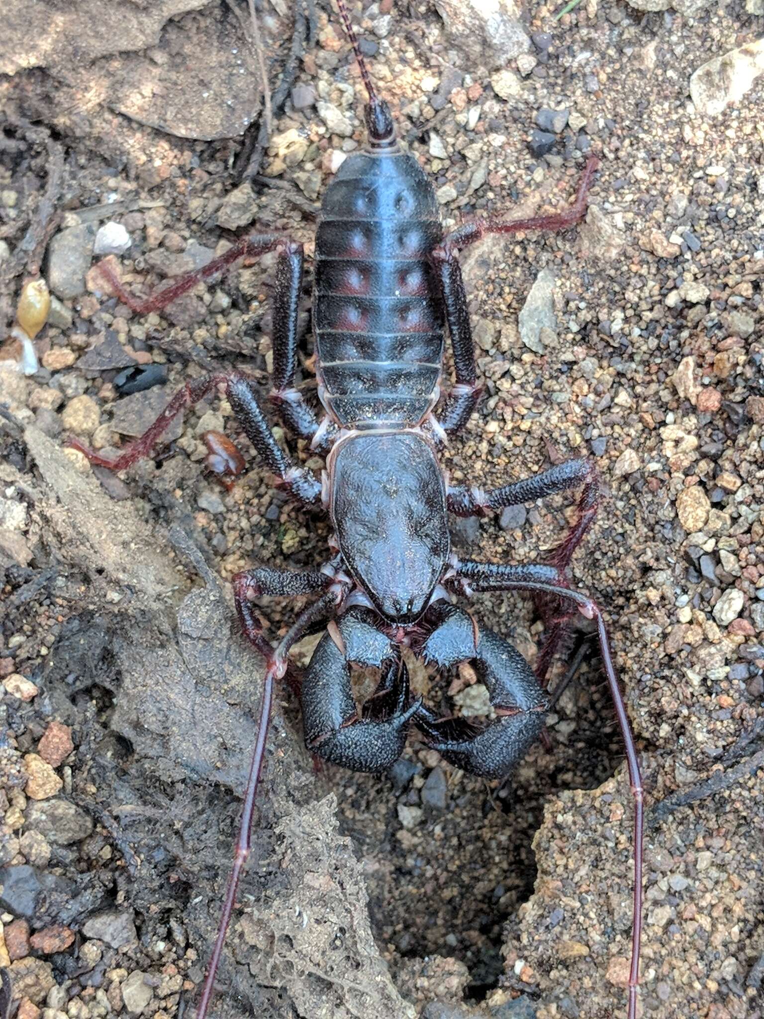 Image of Mastigoproctus tohono Barrales-Alcalá, Francke & Prendini 2018