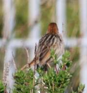 Image of Cisticola tinniens tinniens (Lichtenstein & Mhk 1842)