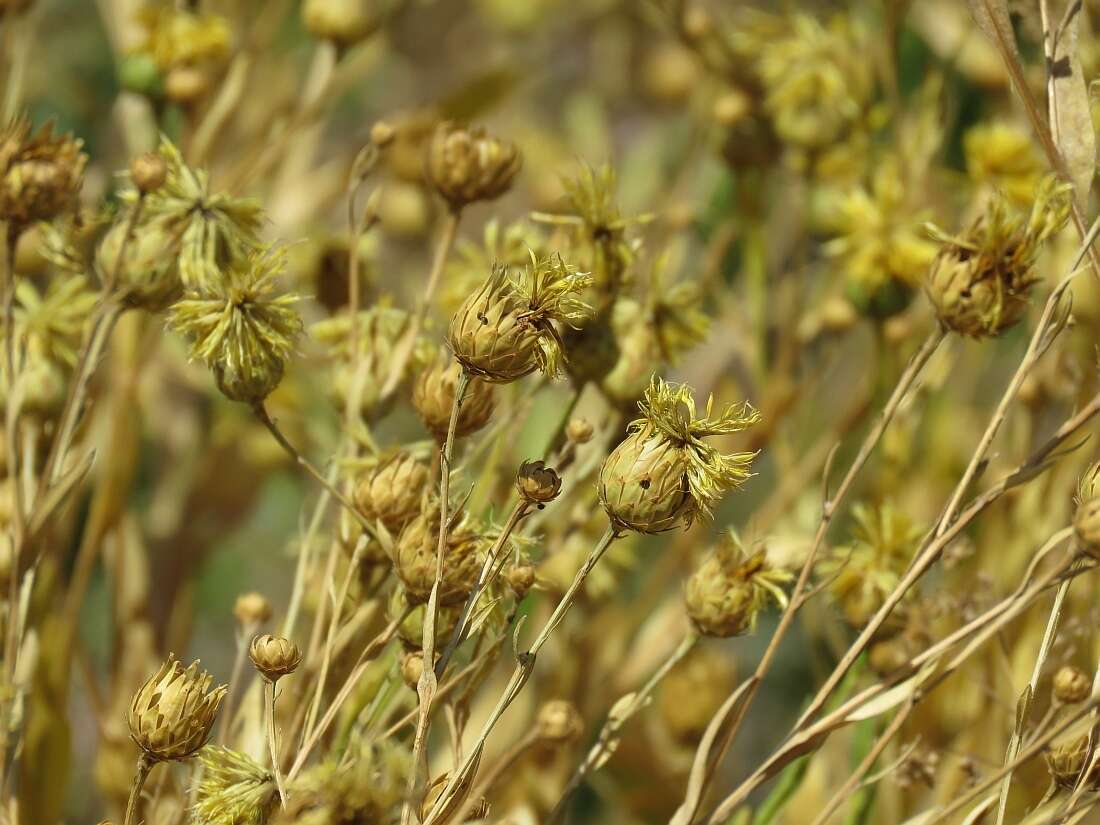 Image of Centaurea behen L.