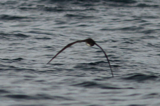 Image of Dark-rumped Petrel