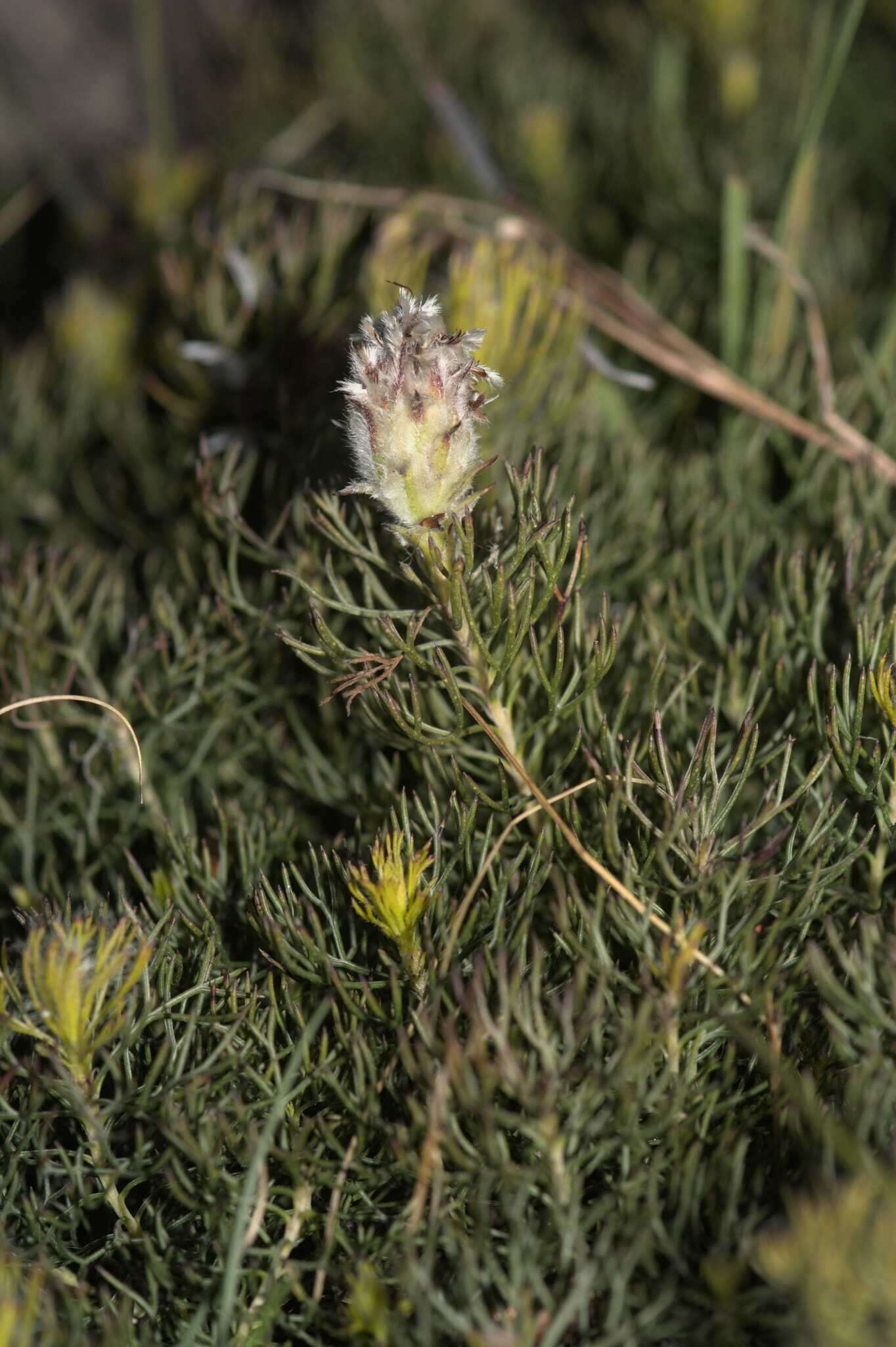 Image of Serruria cyanoides (L.) R. Br