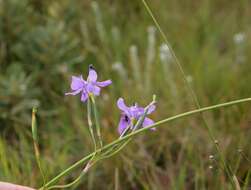 Moraea inclinata Goldblatt resmi