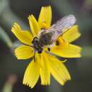 Image of Andrena aegyptiaca Friese 1899