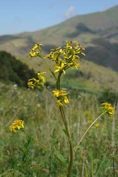 Image of Ligularia thomsonii (C. B. Cl.) Pojark.