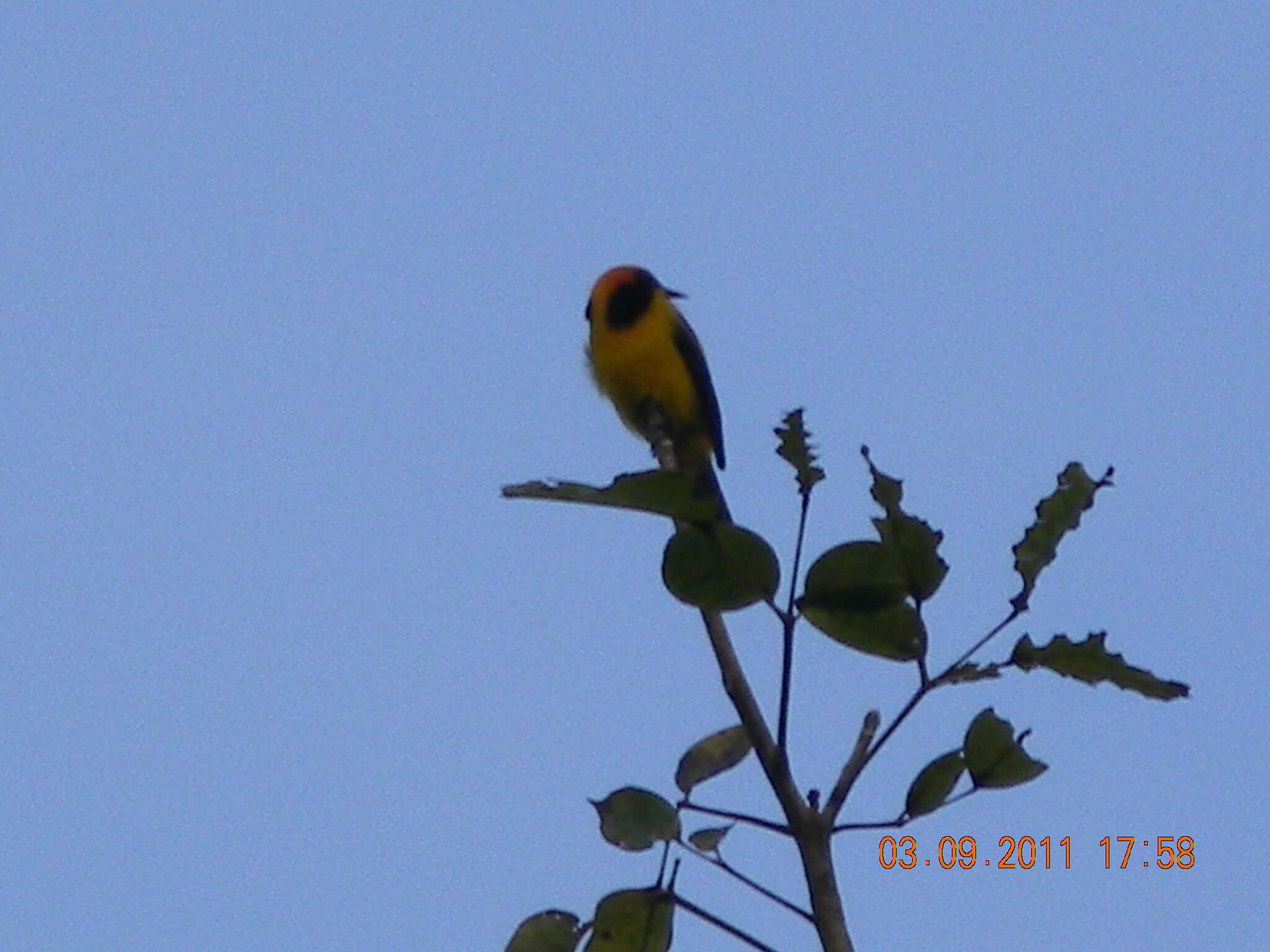 Icterus auricapillus Cassin 1848 resmi