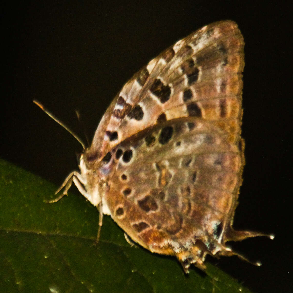 Image de Arhopala anthelus (Westwood (1852))