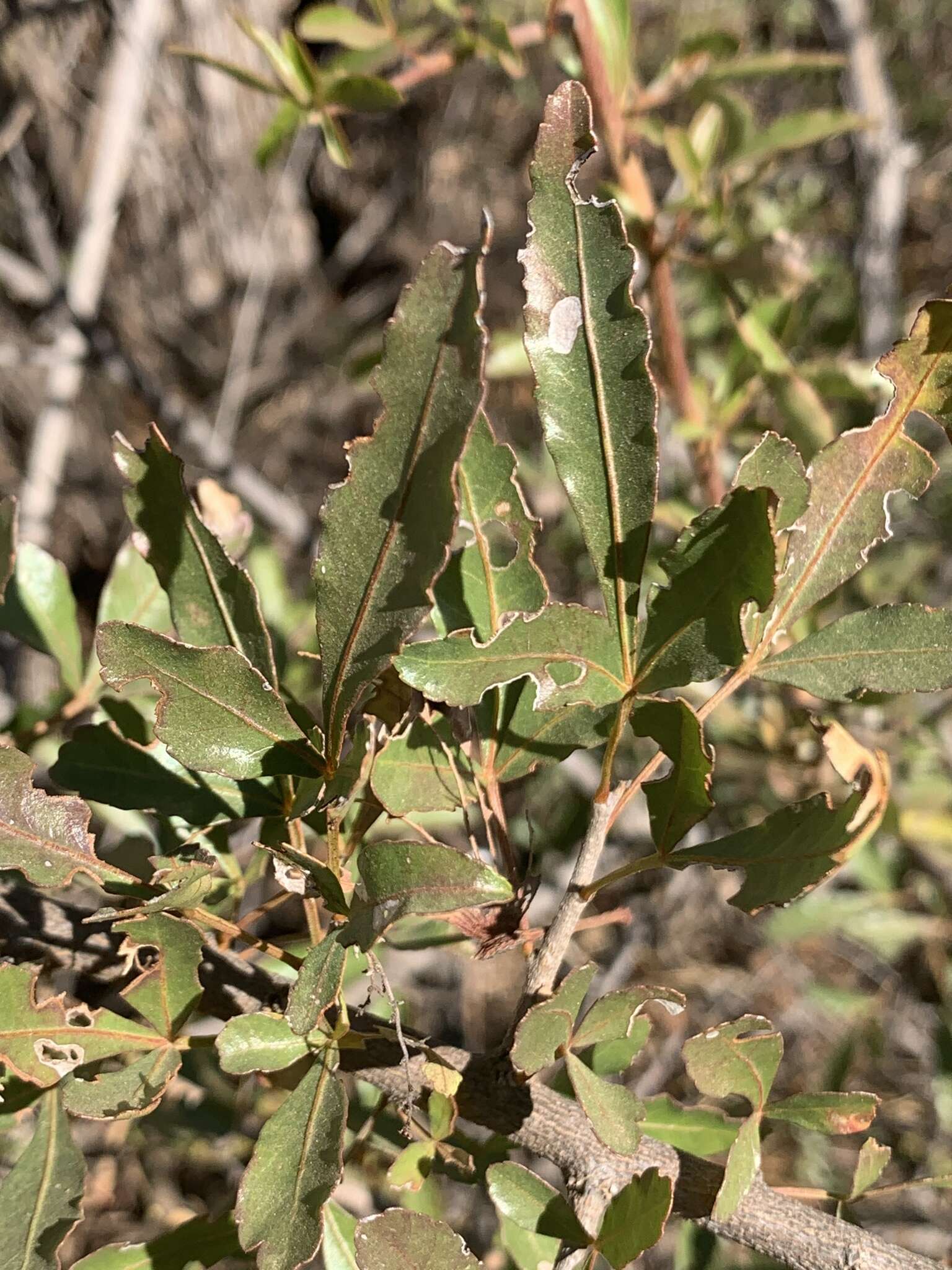 Image of Searsia gueinzii (Sond.) F. A. Barkley