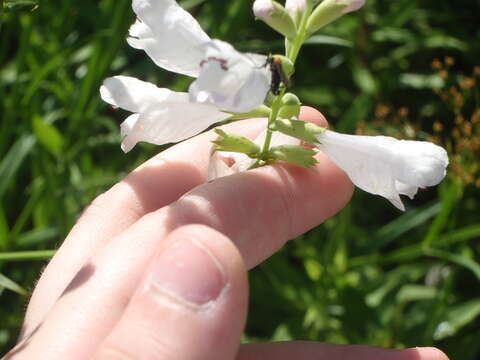 Image of Narrow-Leaf False Dragonhead