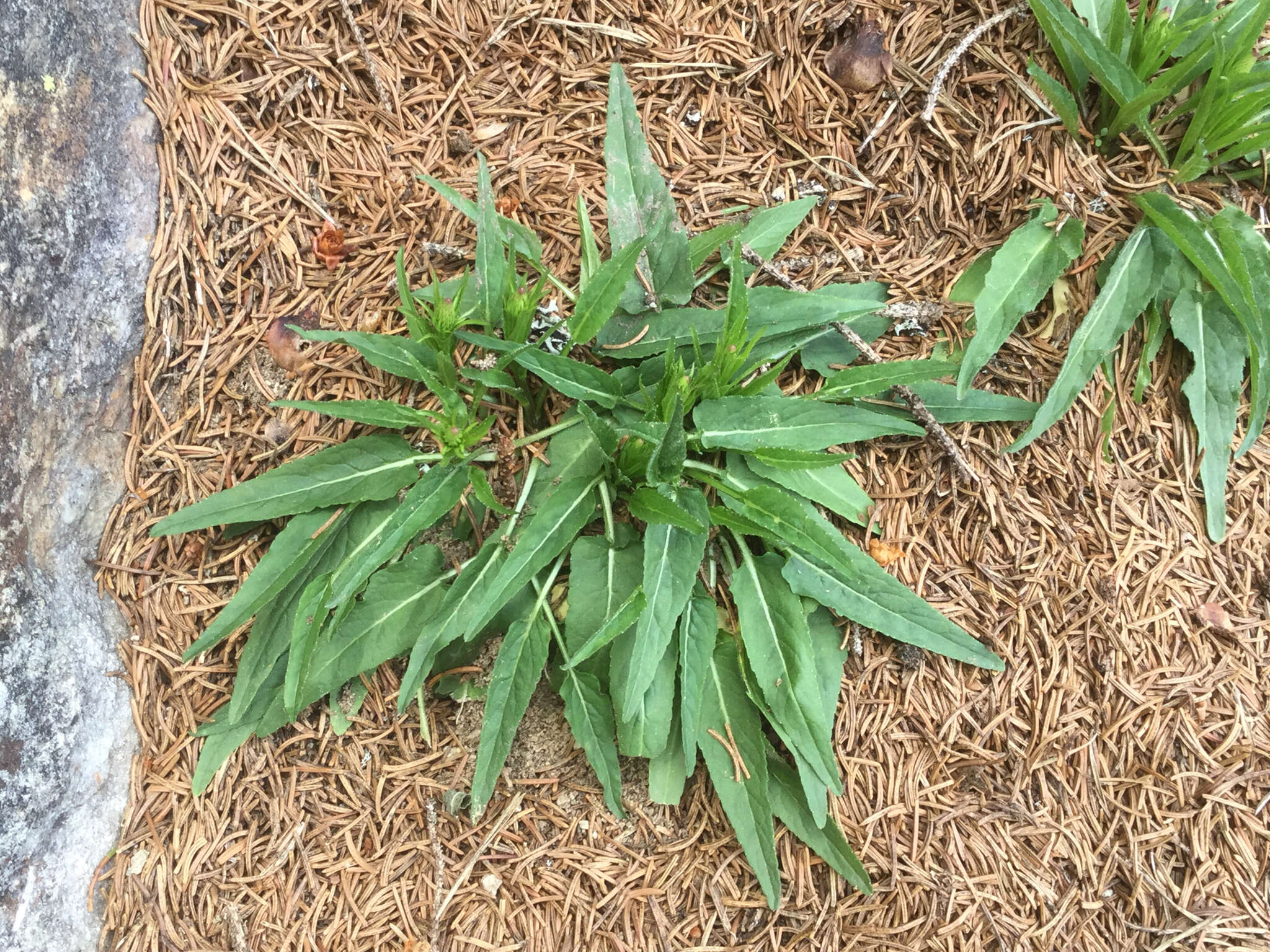 Image of Betony-leaved Rampion