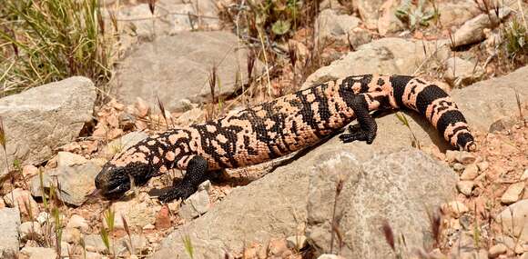 Image of Banded gila monster