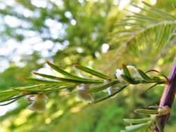 Image of Cypress Gall Midges