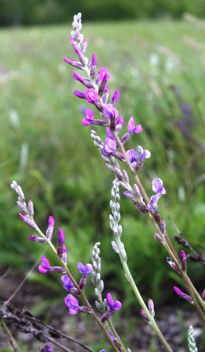 Image of Oxytropis knjazevii