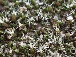 Image of grimmia dry rock moss