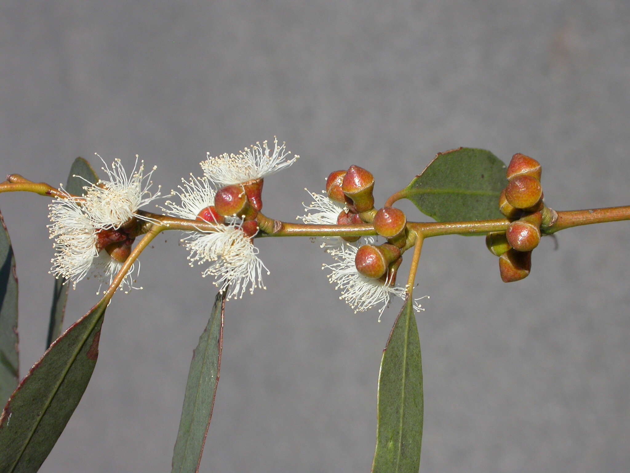 Image of Eucalyptus alligatrix subsp. miscella M. I. H. Brooker, A. V. Slee & J. D. Briggs