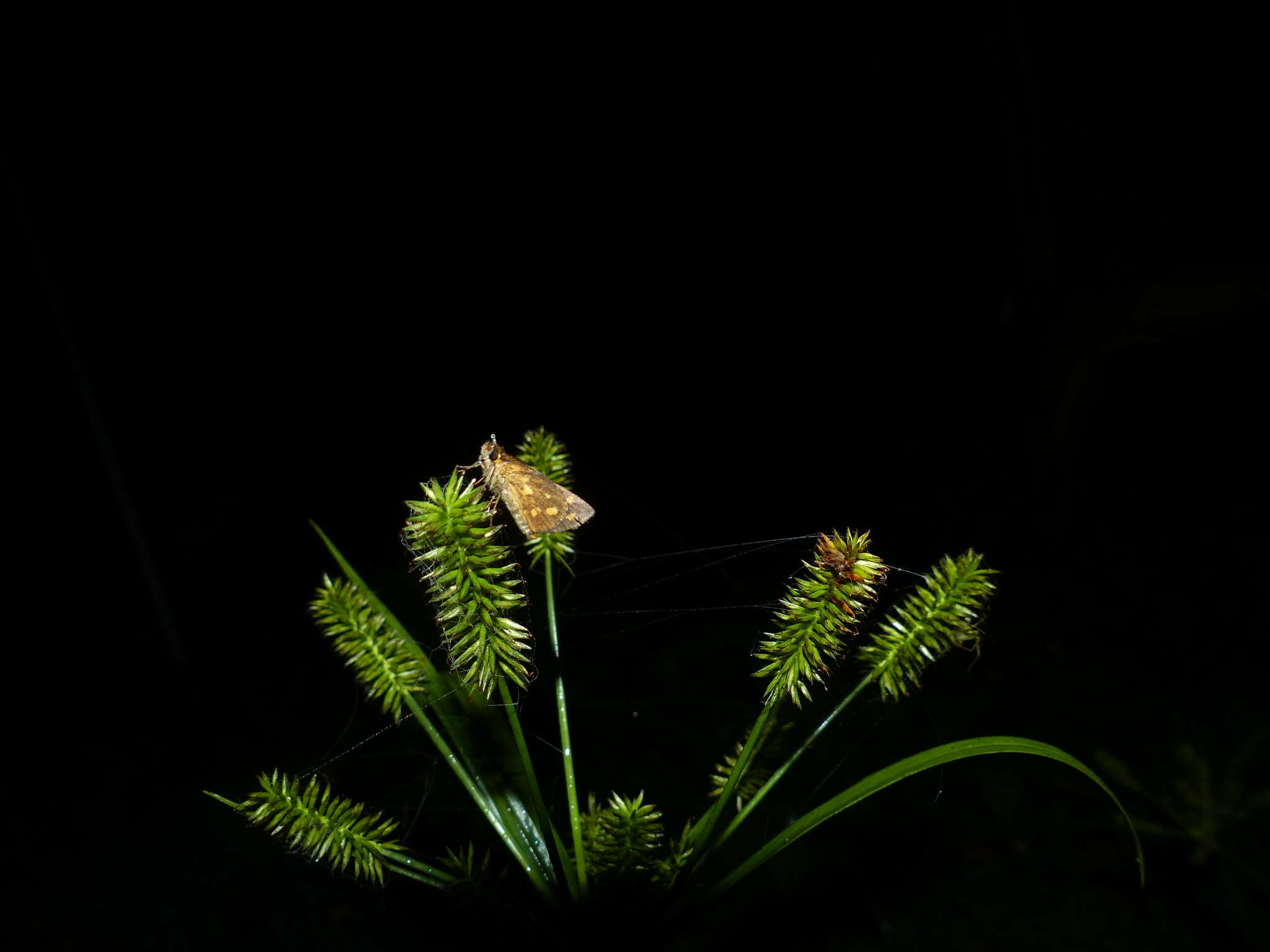 Image of Tamil grass dart