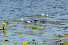 Image of Nymphaea candida C. Presl