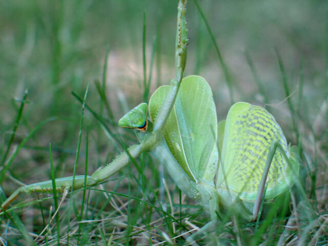 Image of Stagmomantis limbata Hahn 1835