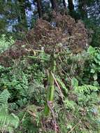 Image of Angelica lignescens