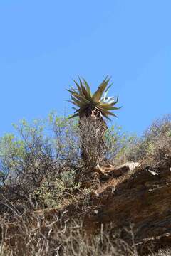 Image of Clanwilliam Aloe