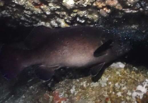 Image of Black cod