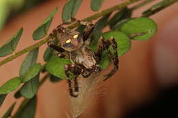 Image of Zealaranea trinotata (Urquhart 1890)