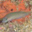 Image of Yellow-spotted dottyback