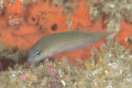 Image of Yellow-spotted dottyback