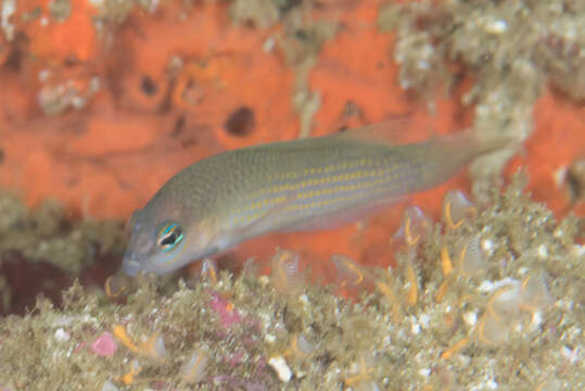 Image de Pseudochromis flavopunctatus Gill & Randall 1998