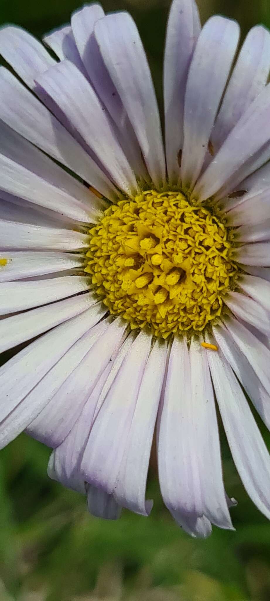 Image of Brachyscome decipiens Hook. fil.