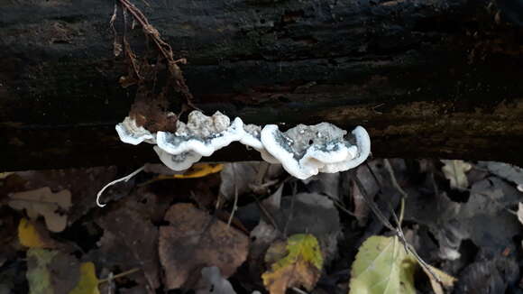 Image de Polypore bleuté