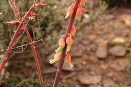 Image of Gasteria brachyphylla var. brachyphylla