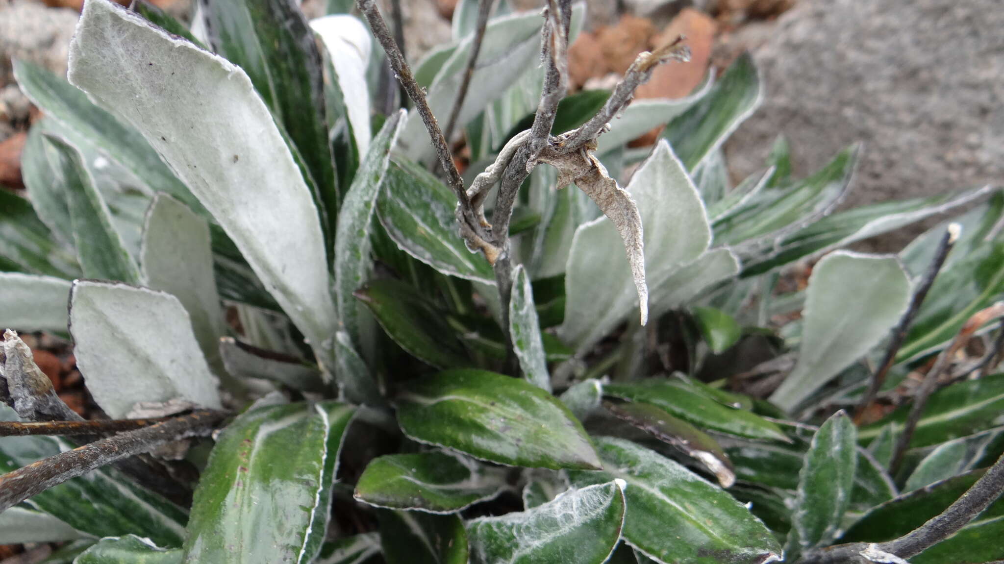 Robinsonecio gerberifolius (Sch. Bip.) T. M. Barkley & J. P. Janovec resmi