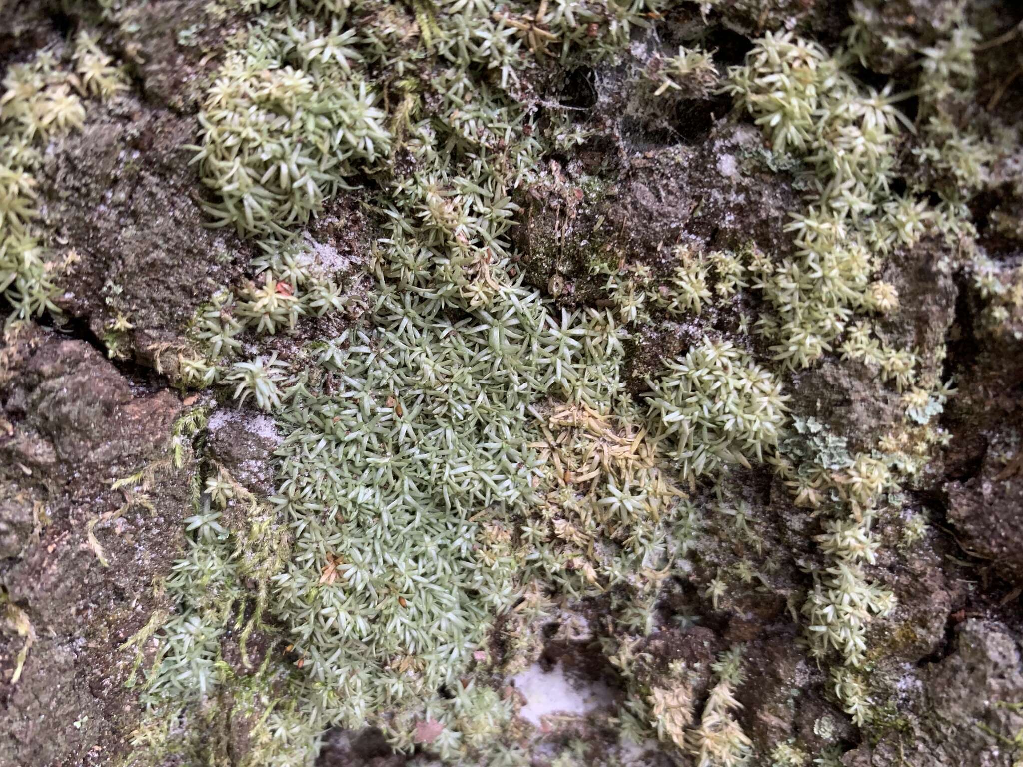 Image of octoblepharum moss