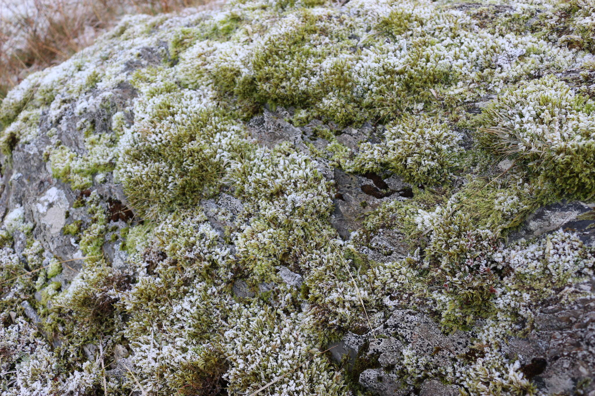 Image of Roth's andreaea moss