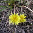 Image of Taraxacum hyparcticum Dahlst.