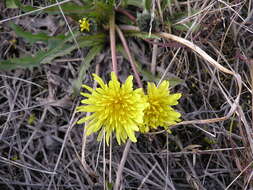 Image of Taraxacum hyparcticum Dahlst.