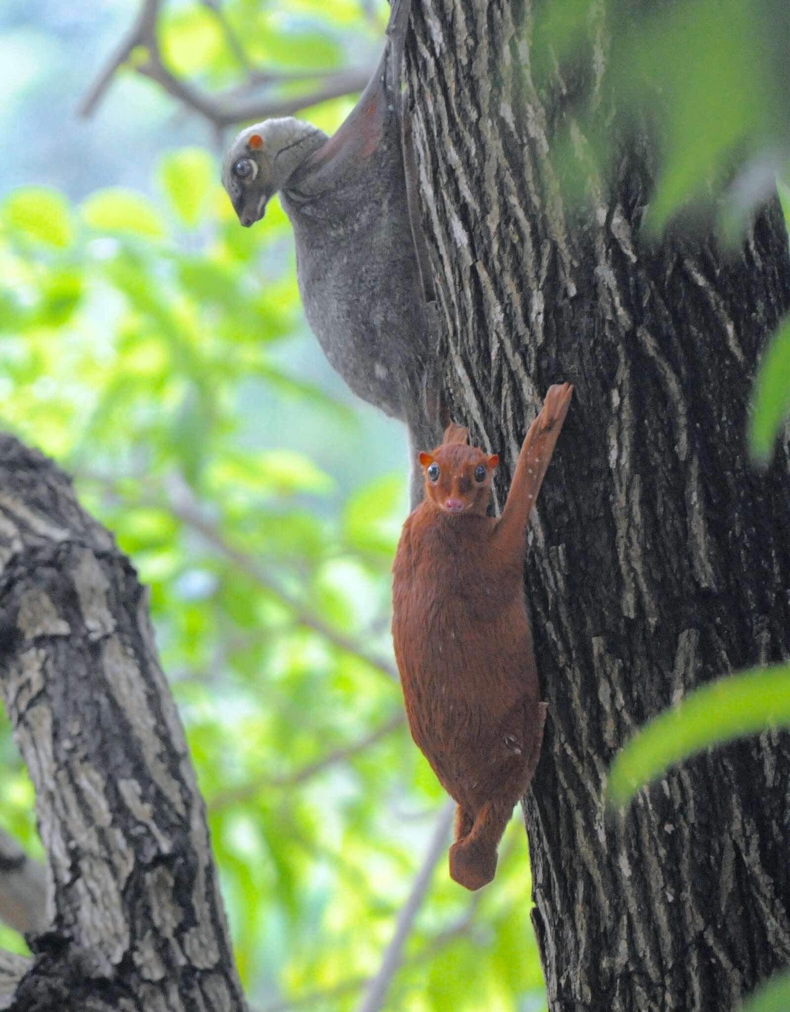 Image of Malayan Flying Lemurs