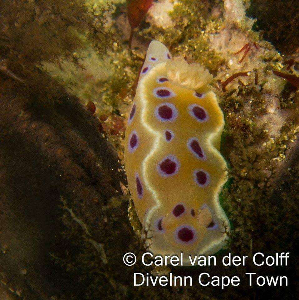 Image of Ceratosoma ingozi Gosliner 1996