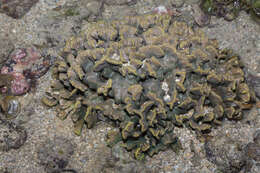 Image of Branched Sandpaper Coral