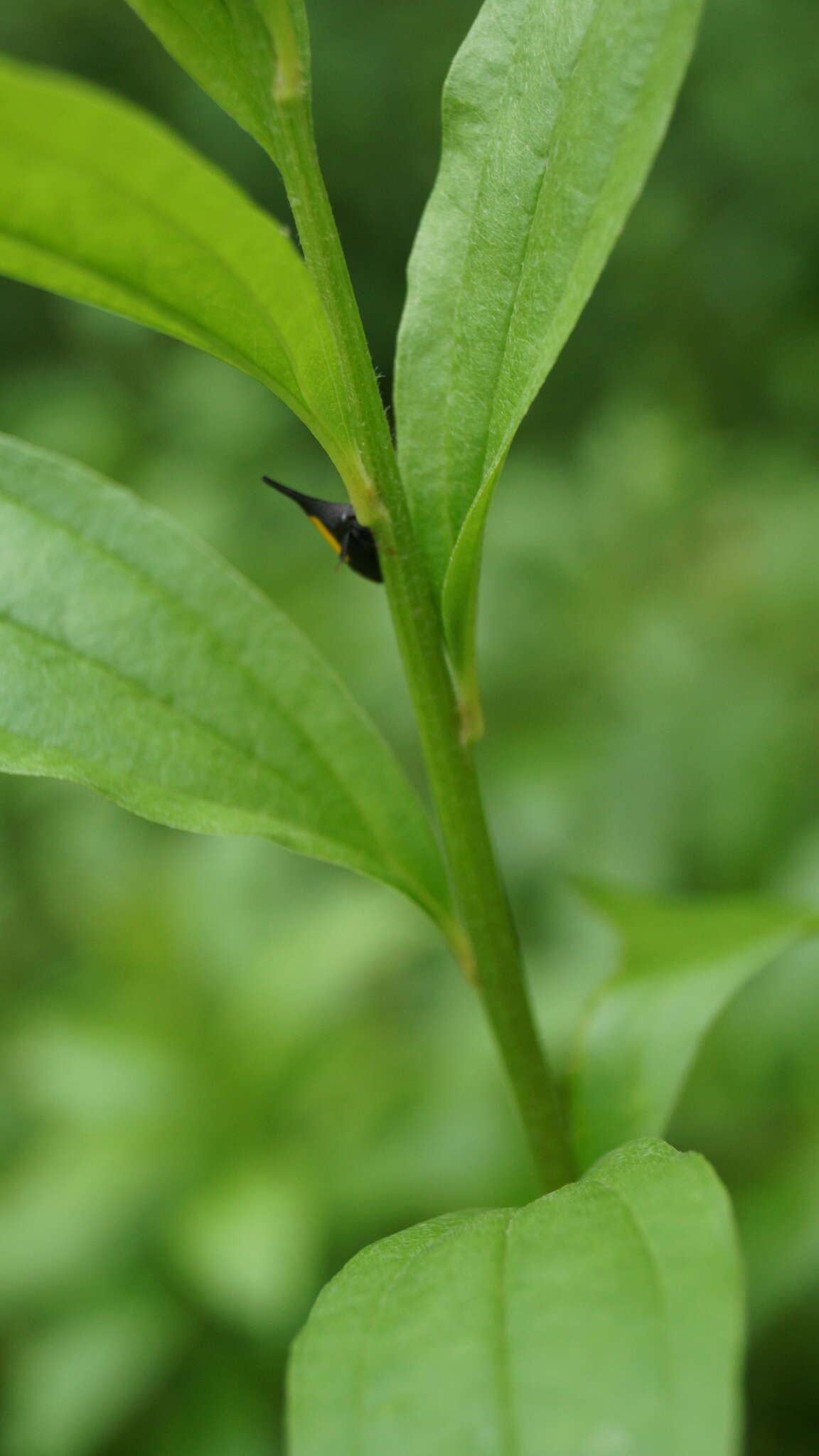 Image of Enchenopa ignidorsum Walker